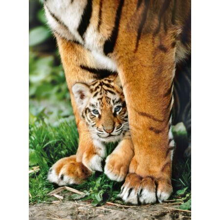 Bengáli tigris az anyja lábánál 500 db-os puzzle - Clementoni 35046