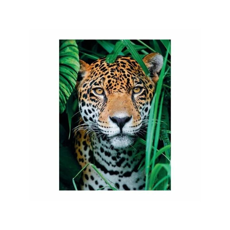 Jaguár a dzsungelben - 500 db-os puzzle - Clementoni