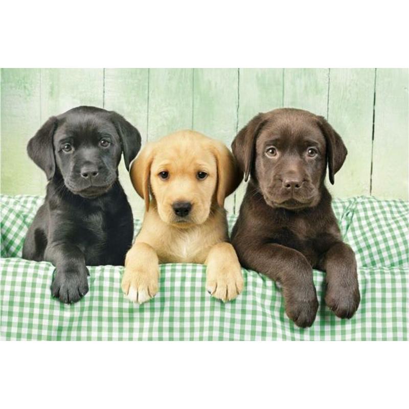 Labrador kölykök - 1000 db-os puzzle - Clementoni