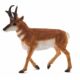 Kép 1/2 - Animal Planet Pronghorn antilop figura