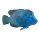 Kép 1/2 - Animal Planet Achoerdus figura
