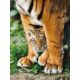 Kép 2/3 - Bengáli tigris az anyja lábánál 500 db-os puzzle - Clementoni