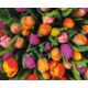 Kép 3/3 - Tulipánok  1000 db-os puzzle - Piatnik