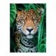 Kép 2/3 - Jaguár a dzsungelben - 500 db-os puzzle - Clementoni