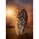 Kép 1/2 - Tigris 1000 db-os puzzle - Clemetoni